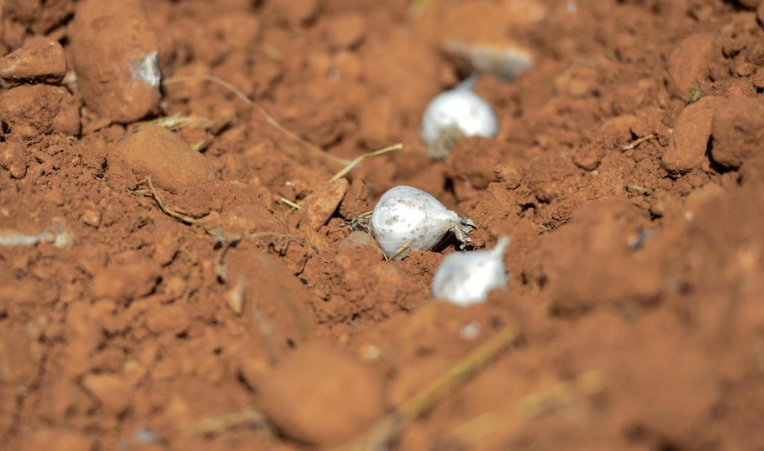 Tunceli'de endemik tür olan dağ sarımsağını doğadan izinsiz söken üç