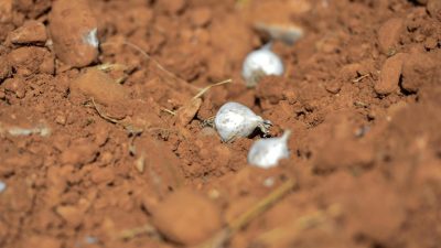Tunceli'de endemik tür olan dağ sarımsağını doğadan izinsiz söken üç