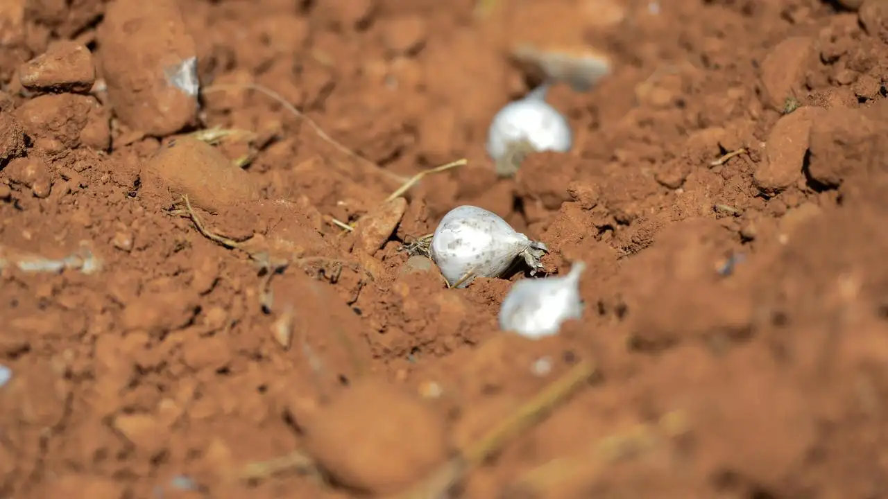 Tunceli'de endemik tür olan dağ sarımsağını doğadan izinsiz söken üç