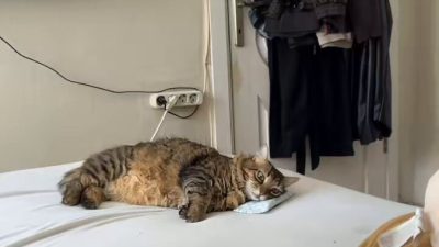 Bulduğu her nesneyi yastık yaparak üstünde uyuyan sevimli kedi, bu