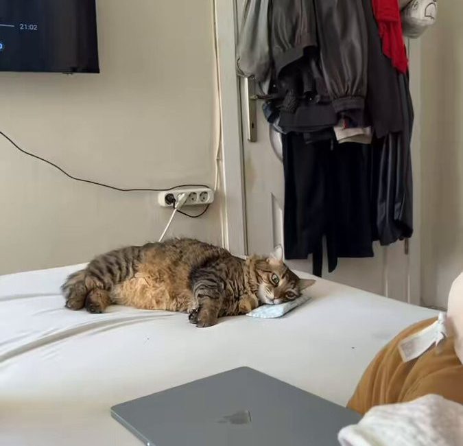 Bulduğu her nesneyi yastık yaparak üstünde uyuyan sevimli kedi, bu