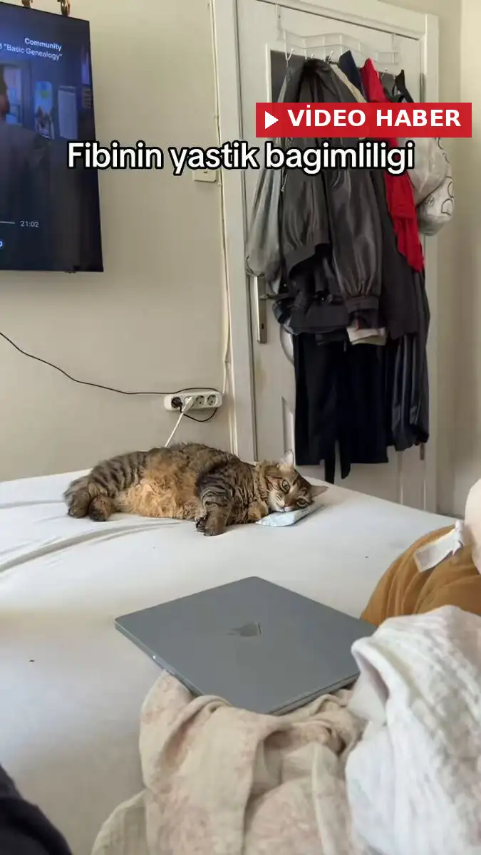Bulduğu her nesneyi yastık yaparak üstünde uyuyan sevimli kedi, bu