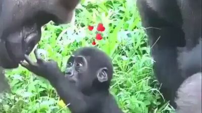 Bebek gorilin babasıyla gerçekleştirdiği ilk karşılaşma duygusal anlara sahne olurken,
