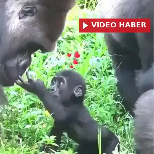 Bebek gorilin babasıyla gerçekleştirdiği ilk karşılaşma duygusal anlara sahne olurken,