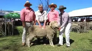 Queensland Country Life'ye göre Terrick Merino satışında güçlü talep görüldü;