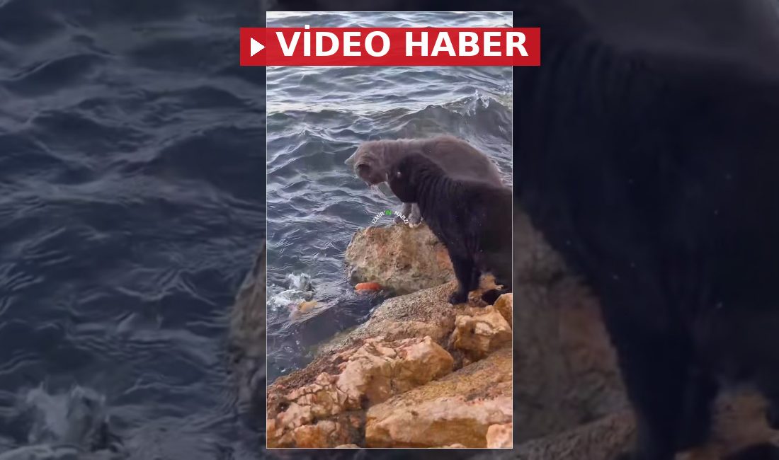 İzmir sahilinde deniz kenarında balık avlayan bir kedinin büyük bir