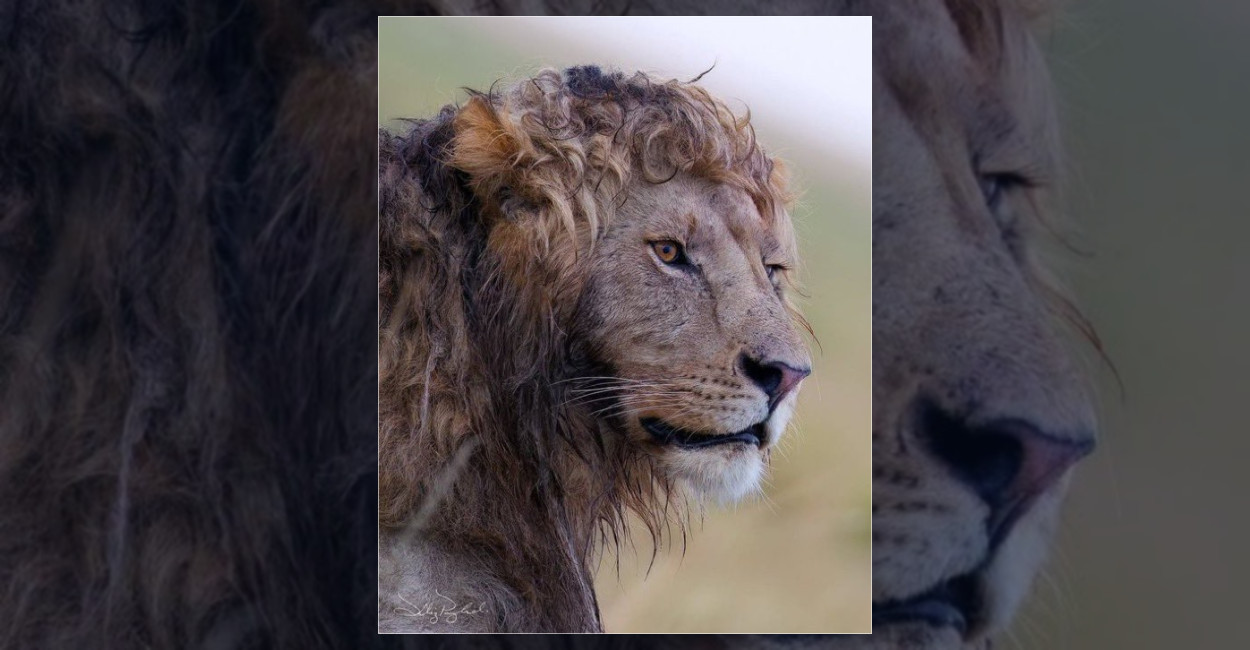 Doğal kıvırcık yeleli aslan fotoğrafı büyüledi