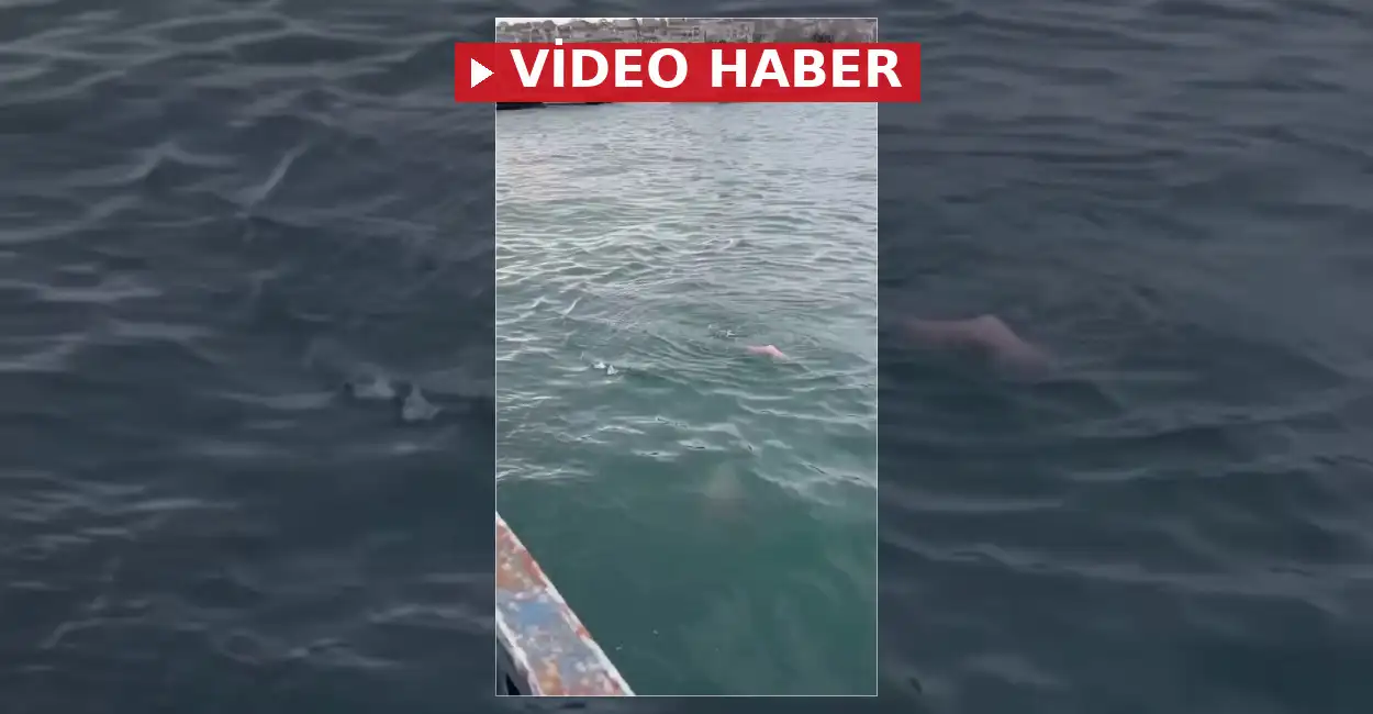 İstanbul Galata Köprüsü yakınlarında gençlerin kayda aldığı nadir pembe yunus