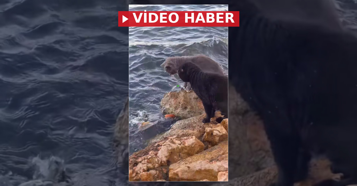 İzmir’de Balık Avlayan Kedinin Avını Başka Kedi Çaldı