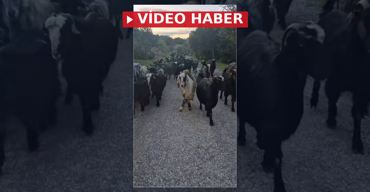 Keçinin defile yürüyüşü sosyal medyada gündem oldu