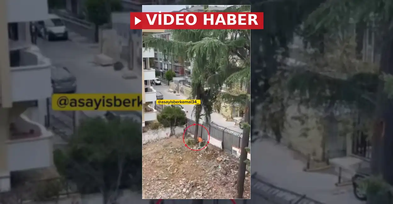 Maltepe İdealtepe mahallesinde kesim sırasında ipi kopan ağacın park halindeki