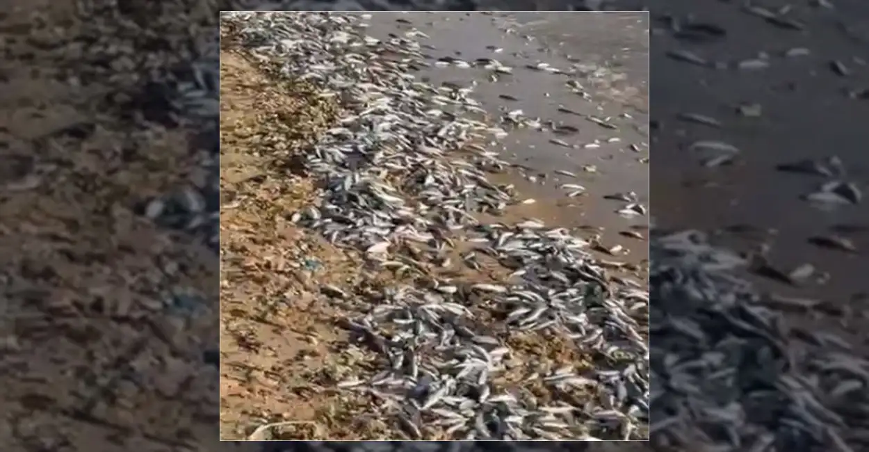Muğla'nın Milas ilçesinde kıyıya vuran binlerce ölü balık üzerine İlçe