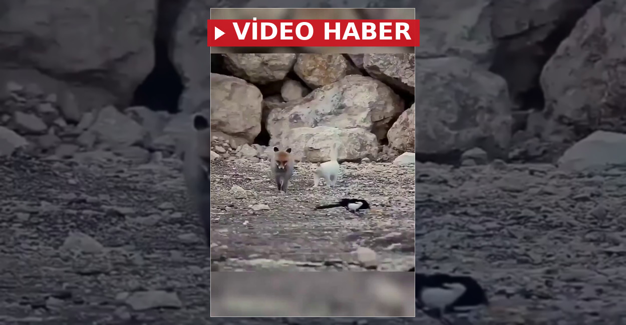 Van Gölü Kıyısında Tilki Kedi ve Saksağan Birlikte Görüntülendi