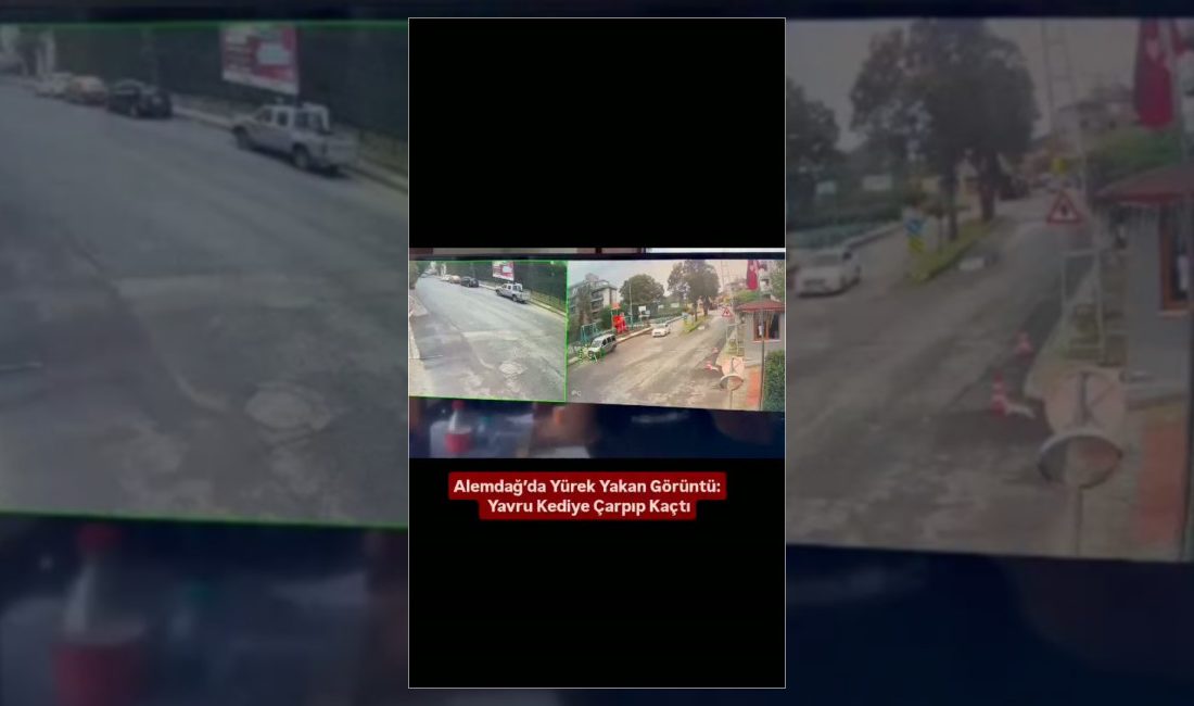 İstanbul Çekmeköy'de ters yönden gelen otomobilin çarptığı yavru kedi yaralandı.