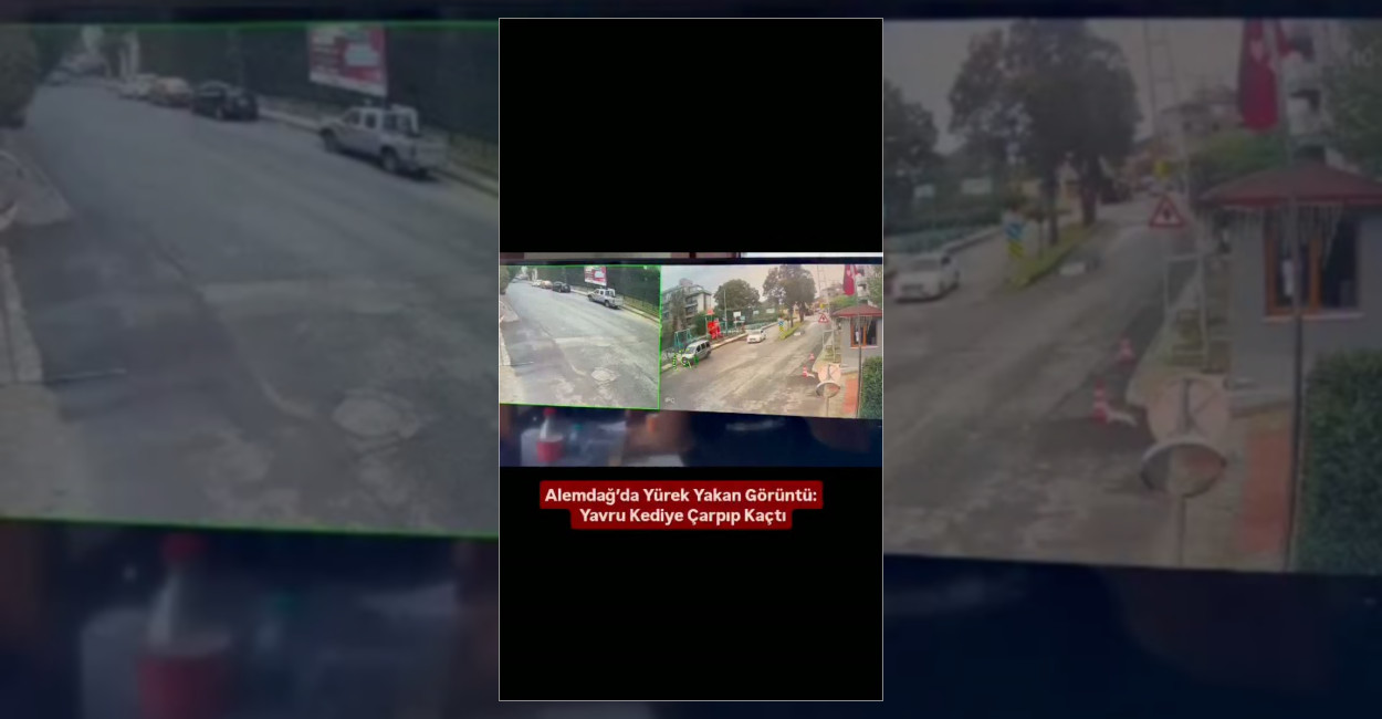 İstanbul Çekmeköy'de ters yönden gelen otomobilin çarptığı yavru kedi yaralandı.
