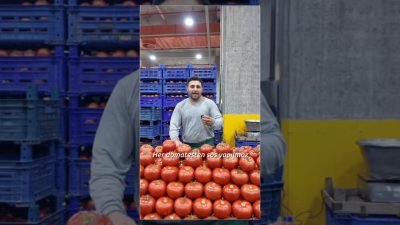 Başakşehir Belediyesi, kışlık hazırlıklar öncesi domates çeşitleri ve pazar alışverişi