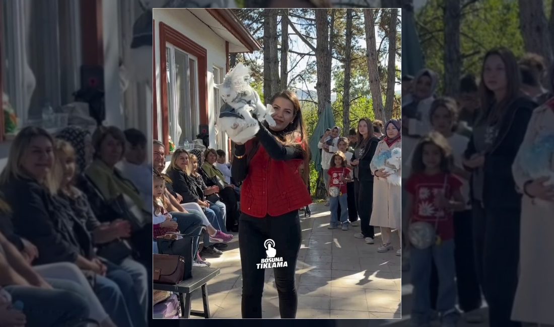 Tokat'ta gerçekleştirilen kedi güzellik yarışmasında birbirinden sevimli sevimli dostlar podyuma