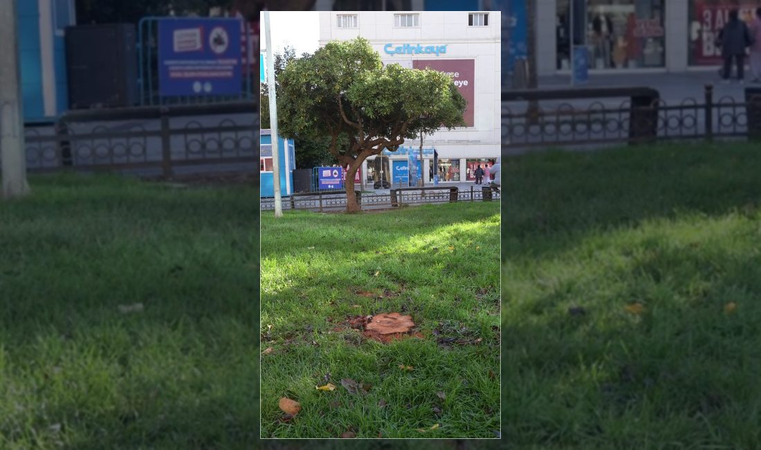 Gaziosmanpaşa Belediyesi, olumsuz hava koşullarından zarar gören ve tehlike oluşturan