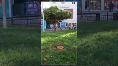 Gaziosmanpaşa Belediyesi, olumsuz hava koşullarından zarar gören ve tehlike oluşturan