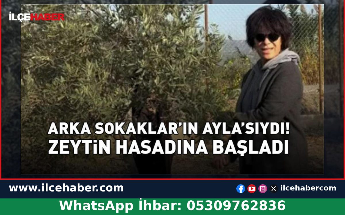 Filiz Taçbaş İzmir Aliağa’da zeytin hasadına başladı