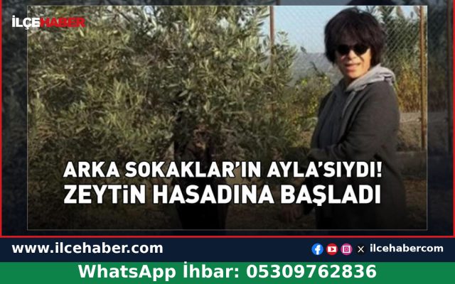 Filiz Taçbaş İzmir Aliağa’da zeytin hasadına başladı