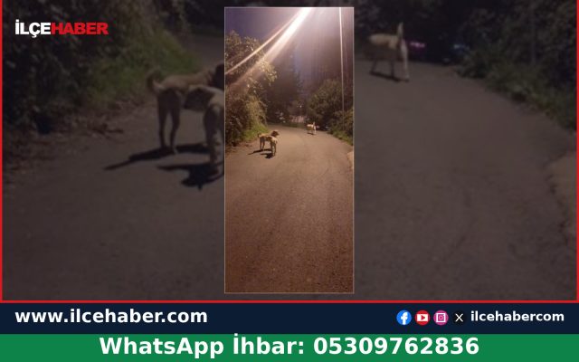 Beykoz Kavacık’ta Yaya Yolunda Gezen Köpekler İçin Çağrı