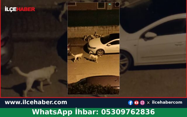Tuzla Cami Mahallesi’nde Başıboş Köpekler Gündemde