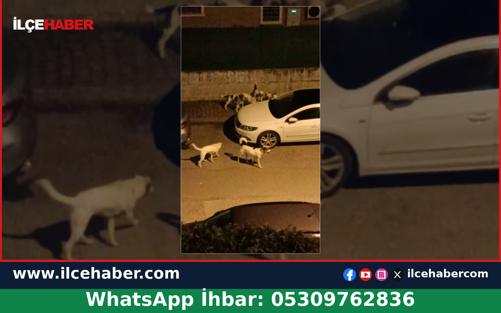 Tuzla Cami Mahallesi’nde Başıboş Köpekler Gündemde