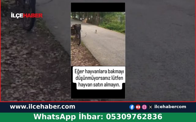 Yolda Bulunan Köpeğin Değişimi İlgi Gördü