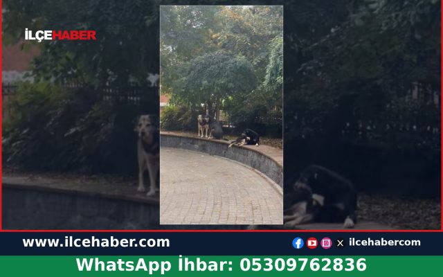 Üsküdar İcadiye Çocuk Parkı’nda Başıboş Köpekler Görüldü