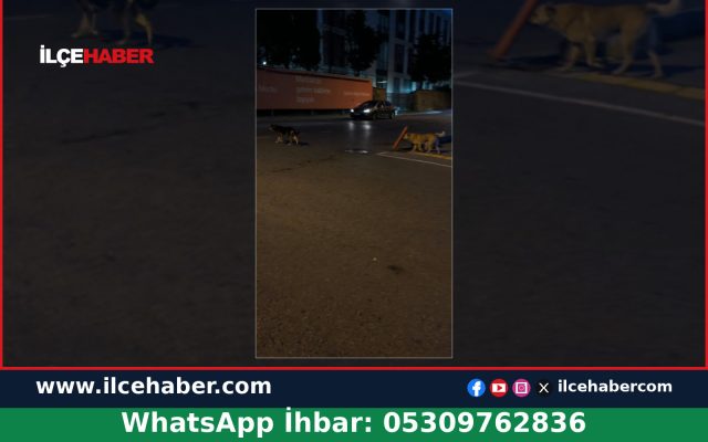 Üsküdar Çengelköy’de Sahipsiz Köpekler Gündemde