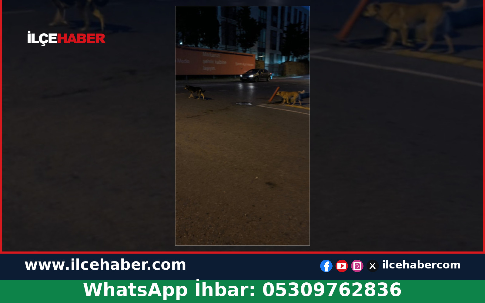 Üsküdar Çengelköy’de Sahipsiz Köpekler Gündemde