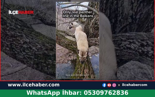 Bosna-Hersek’te Anadolu çoban köpekleri ağaca çıktı