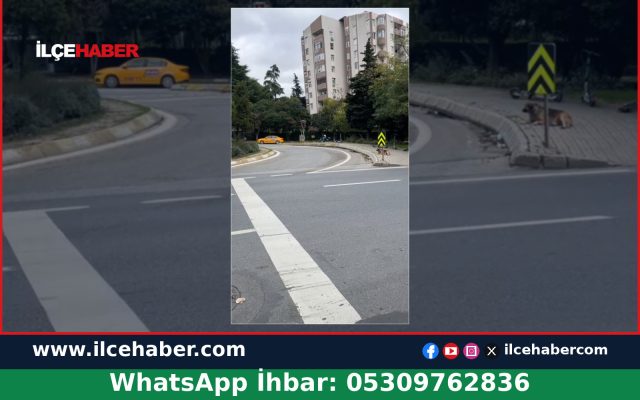 Üsküdar Libadiye Caddesi’nde Tasma Takılmış Başıboş Köpekler