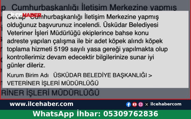 Üsküdar Selamiali Mahallesi’nde Alınan Köpek Yeniden Parkta Görüldü