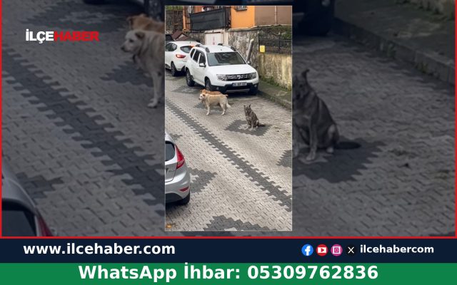 Beykoz Alaaddin Köseler Sokak’ta Başıboş Köpekler Gündemde