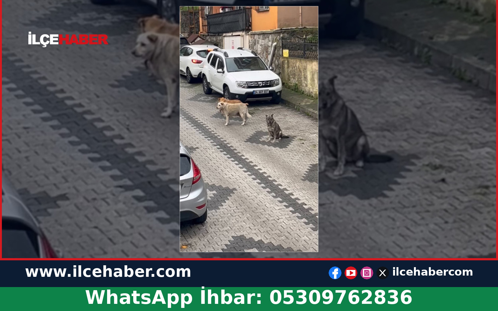 Beykoz Alaaddin Köseler Sokak’ta Başıboş Köpekler Gündemde