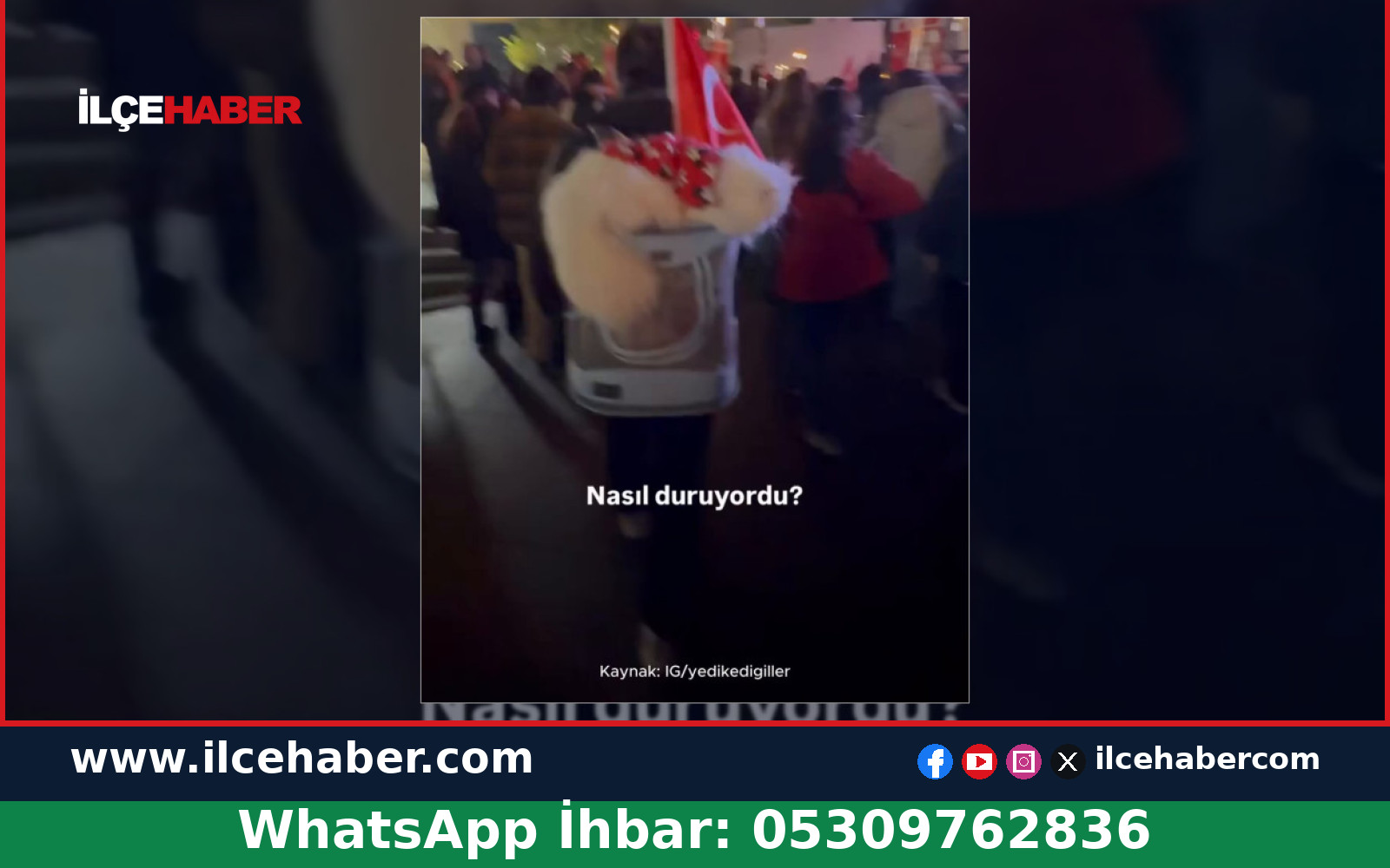 29 Ekim Cumhuriyet Bayramı kutlamalarında sevimli kedi