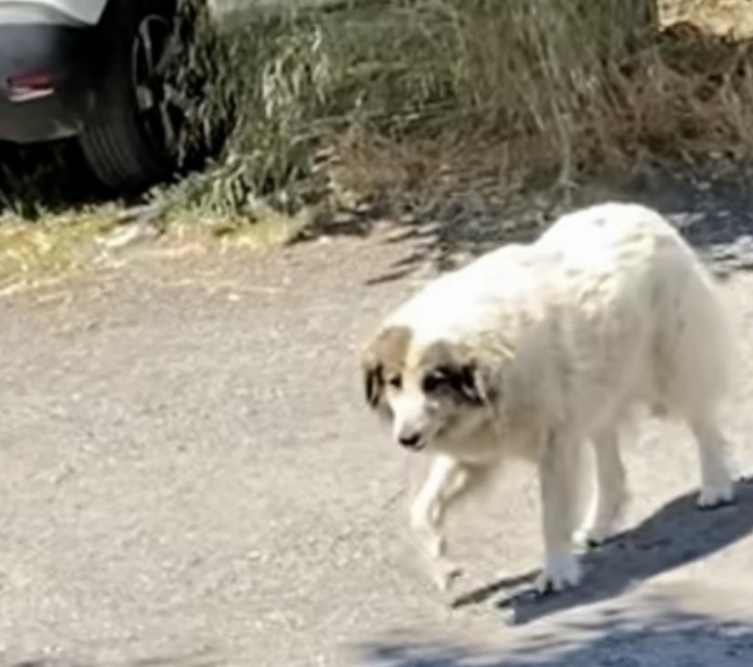 Üsküdar Selamiali Mahallesi'nde Alınan Köpek Yeniden Parkta Görüldü