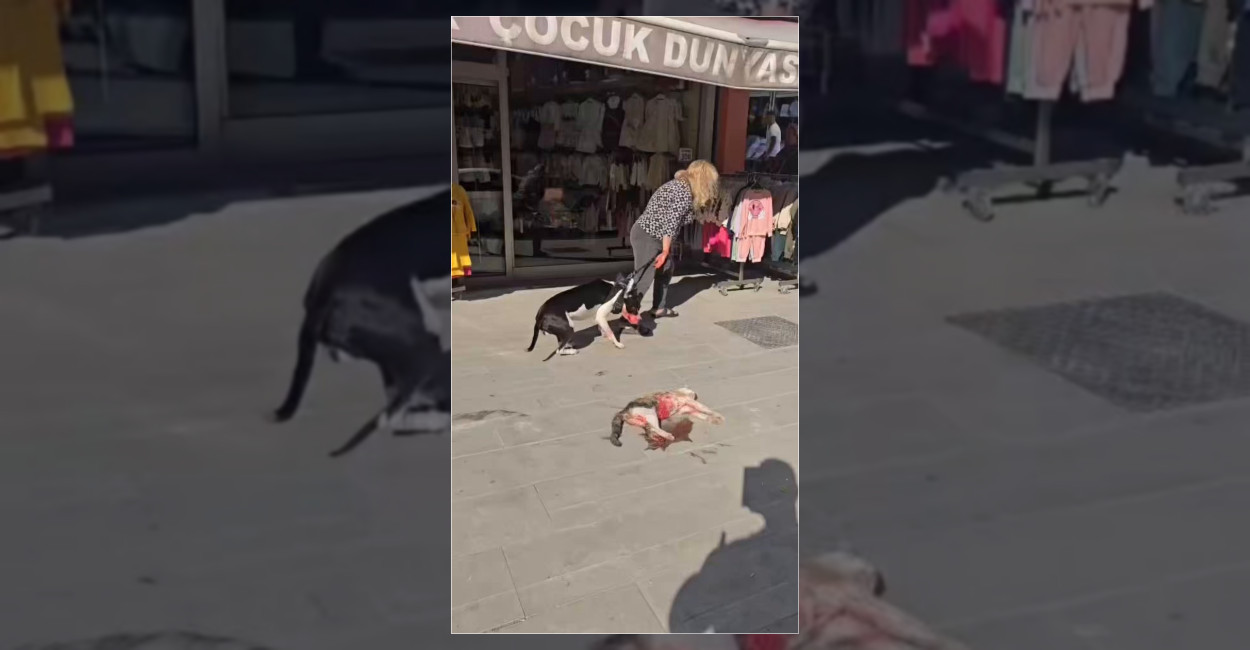 Esenyurt’ta sokakta gezdirilen pitbull kediye saldırdı