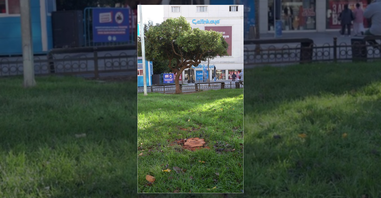 Gaziosmanpaşa’da Tehlike Arz Eden Ağaçlar Kaldırılıyor