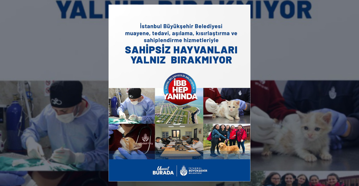 İstanbul’da Sahipsiz Hayvanlara Sağlık ve Bakım Hizmeti