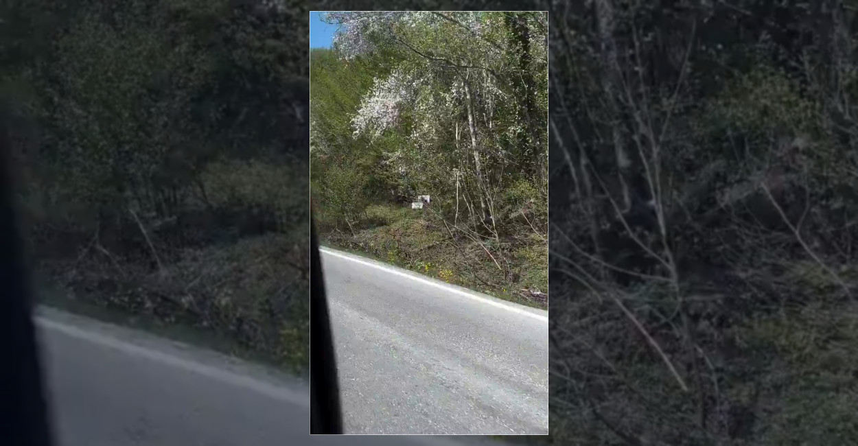 Kastamonu’da Çeşmede Duş Alan Ayı Kameraya Yansıdı