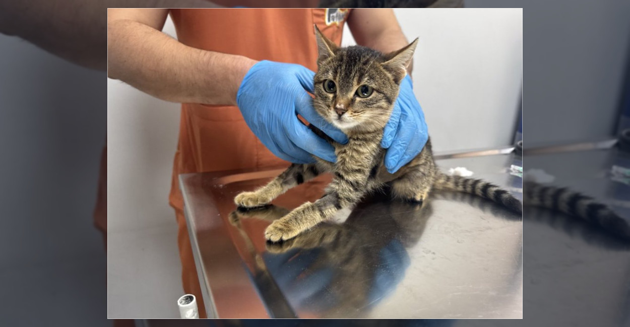 Kütahya’da Nefes Almakta Zorlanan Kedi Kurtarıldı