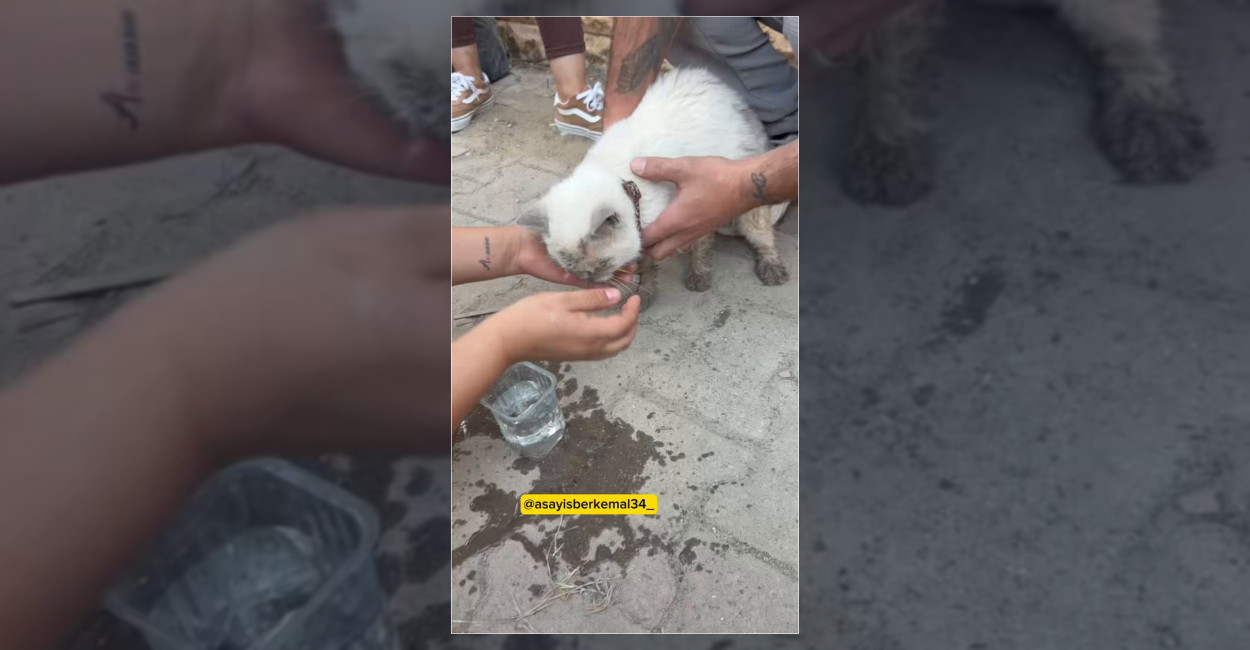 Maltepe’de Göçen Binanın Enkazından Kedi Kurtarıldı