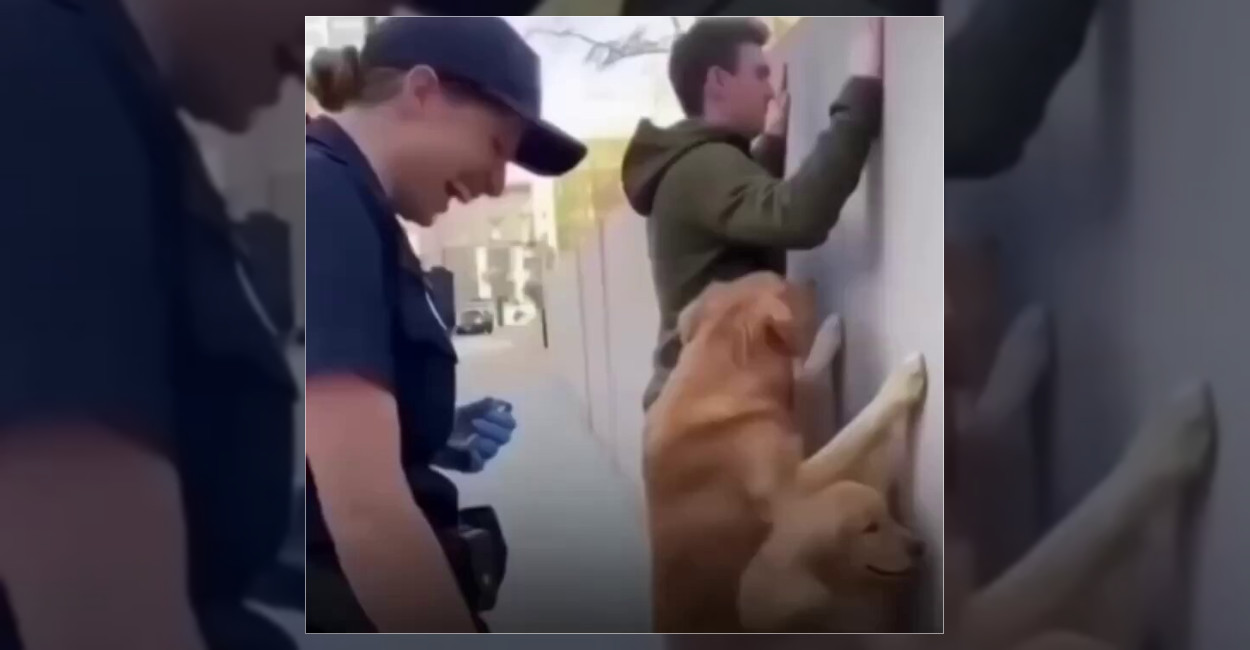Polisin Durdurduğu Adamın Köpeklerinden Duvara Pati