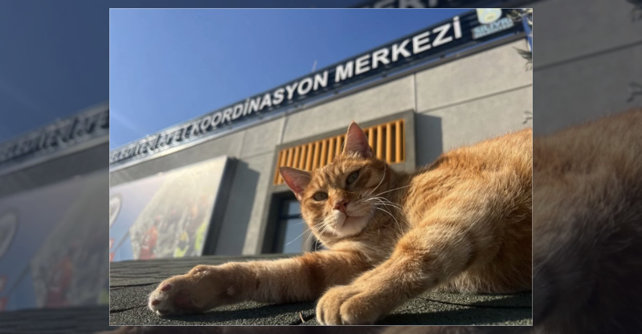 Silivri Belediyesi’nden 4 Ekim Hayvanları Koruma Günü Mesajı