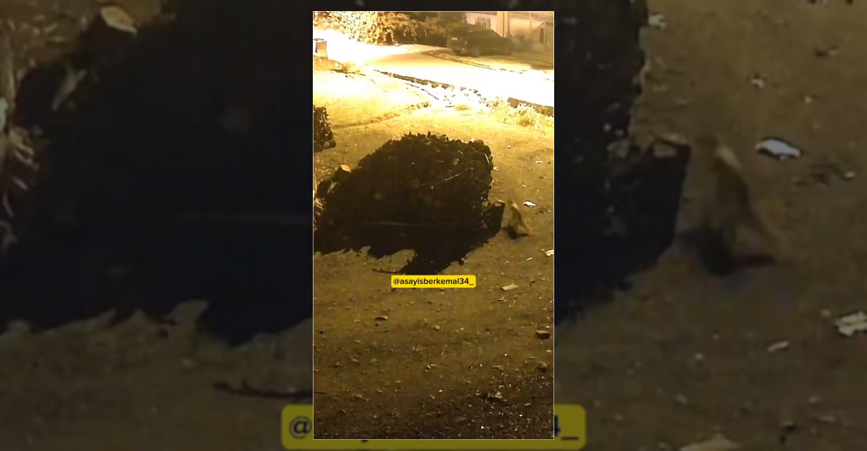Sivas’ta Tilki ile Sansarın Kovmacası Kamerada