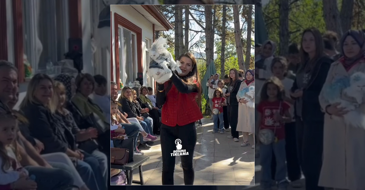Tokat’ta Kediler Arasında Güzellik Yarışması Düzenlendi